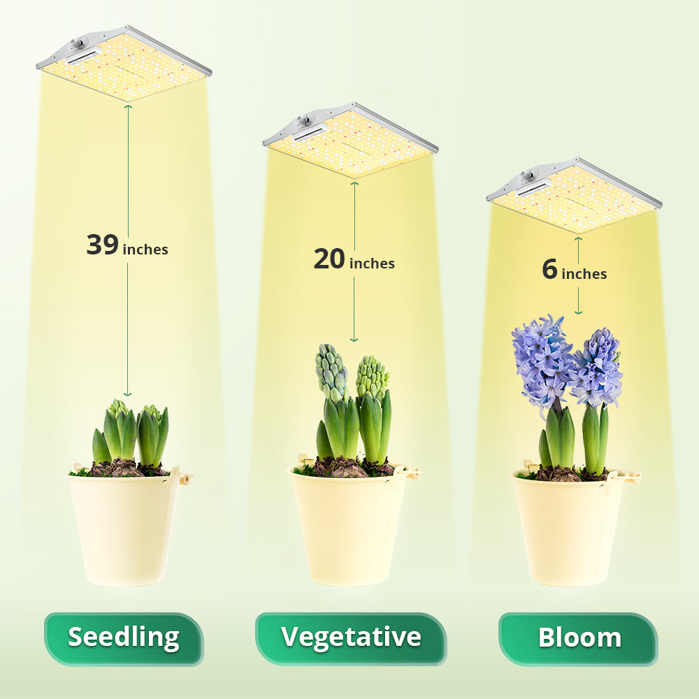 Kreta upassende skulder How Far Should LED Grow Lights Be from Plants? – ViparSpectra