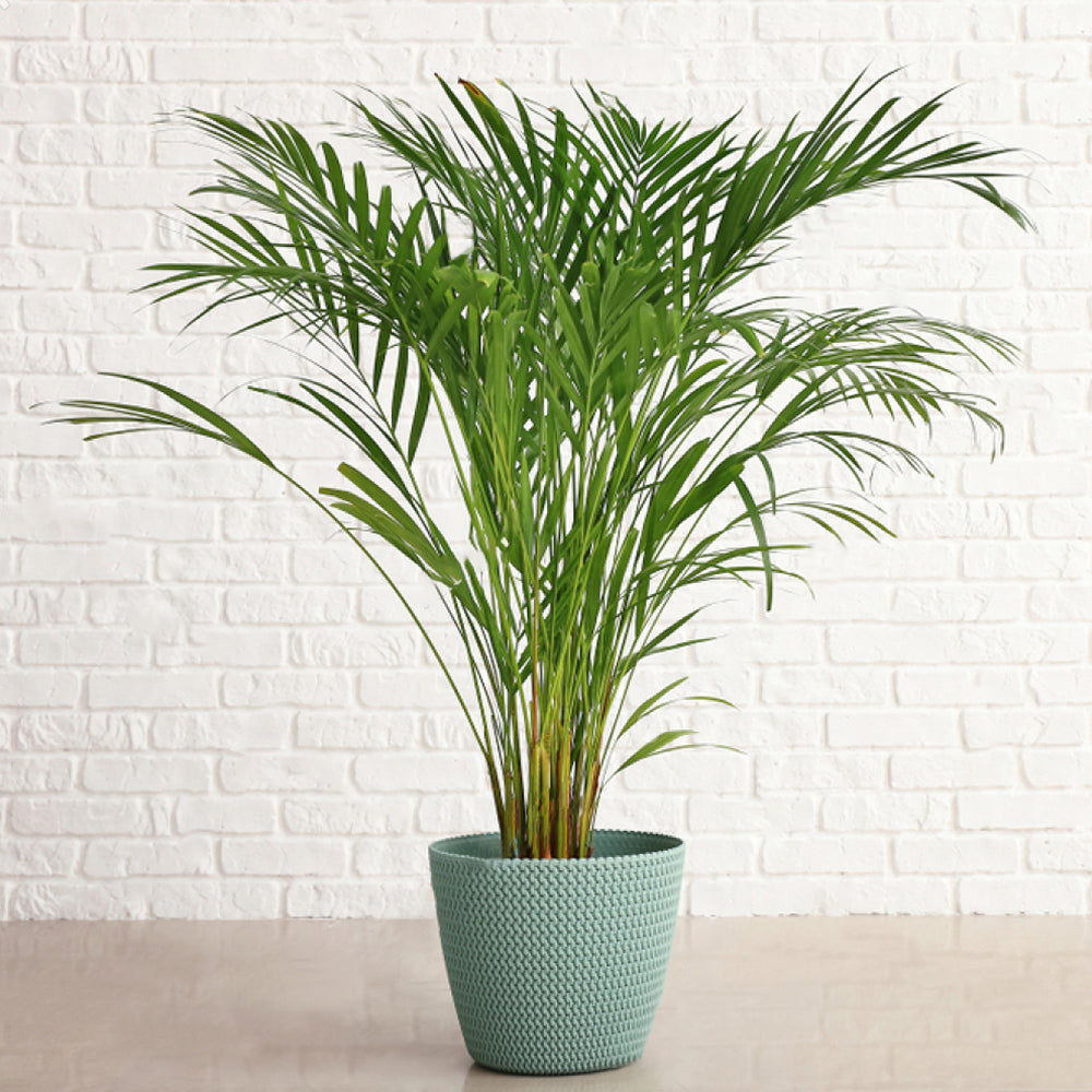 best houseplants