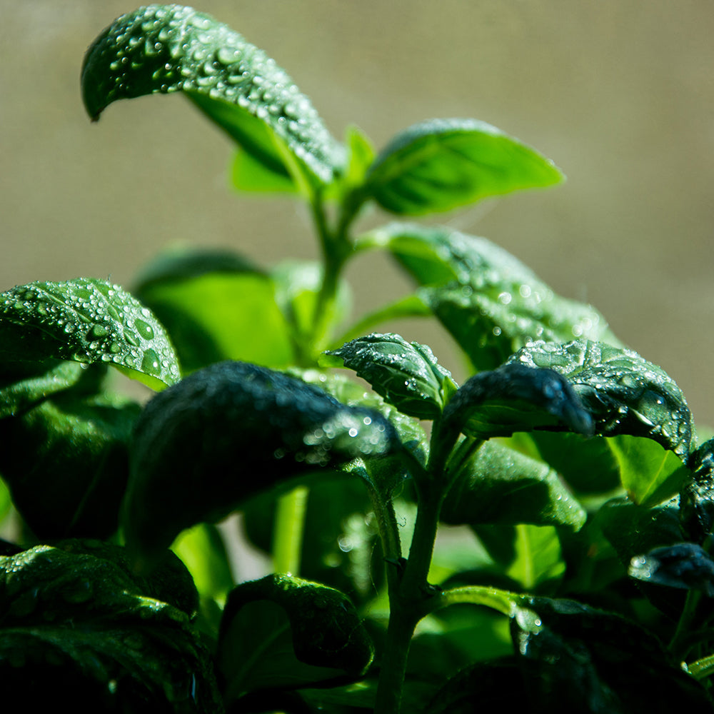 How To Grow Weed: Plant Growth Stages You Should Know