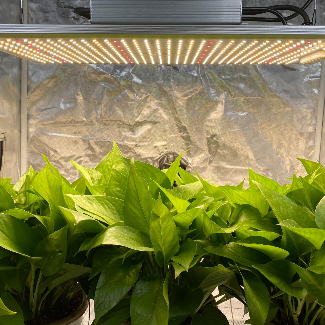 How to Build Indoor Plants Grow Rooms