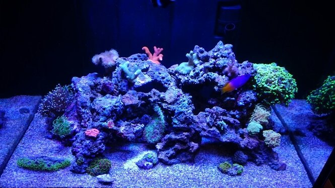 ViparSpectra® V165 110W LED Aquarium Light Timer Control Series- USED Condition